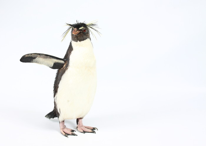 RockyPenguin