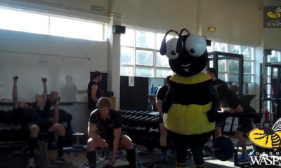 The Wasps Harlem Shake