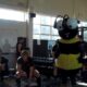 The Wasps Harlem Shake