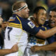 Brumbies Bulls