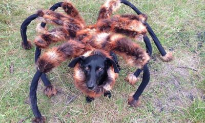 Spider dog prank