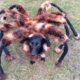 Spider dog prank