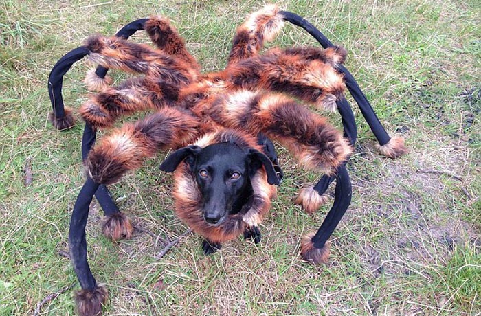 Spider dog prank