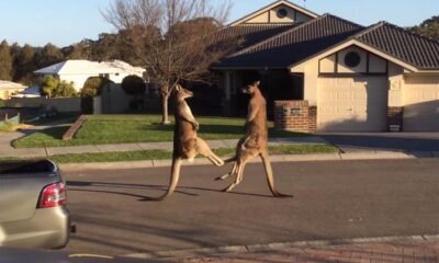 Kangaroo fight