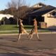 Kangaroo fight