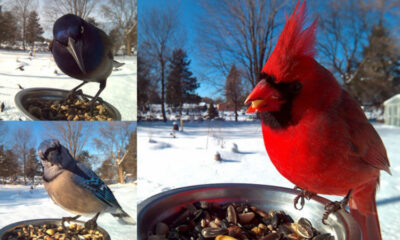 Bird photo booth header