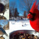 Bird photo booth header