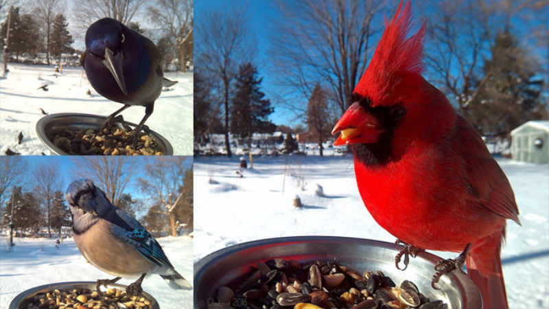 Bird photo booth header