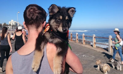 paws-on-the-promenade