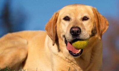 Dog Tennis Ball